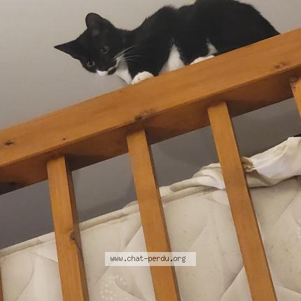 Foto 1/1 Amandine Larribere Chat perdido en Lourdes