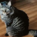 Foto del gato perdido en Mascouche