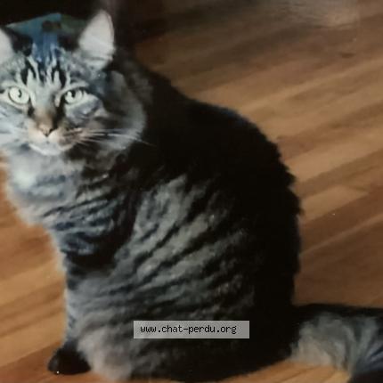 Foto 1/1 Nounou Chat perdido en Mascouche