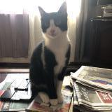 Foto del gato perdido en Dompierre Sur Besbre