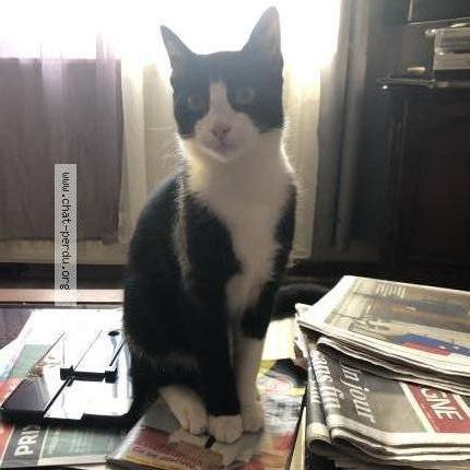 Foto 1/1 Felix Chat perdido en Dompierre sur besbre