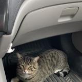 Foto del gato perdido en Laval