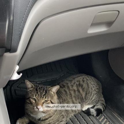 Foto 1/1 Recep Chat perdido en Laval