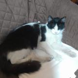 Foto de gato encontrado en Lima