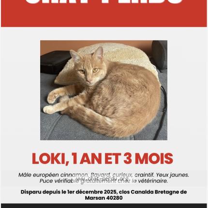Foto 1/1 Loki Chat perdido en Bretagne de marsan