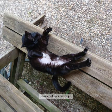 Foto 1/1 Matou Chat perdido en Carlux