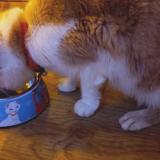 Foto de gato encontrado en 44300 Nantes