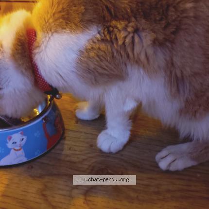 Foto 1/1 Gato encontrado Encontrado en 44300 nantes