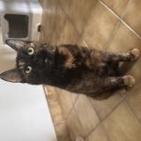 Foto del gato perdido en Visseiche