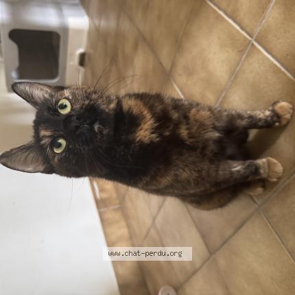 Foto 1/1 Wanda Chat perdido en Visseiche