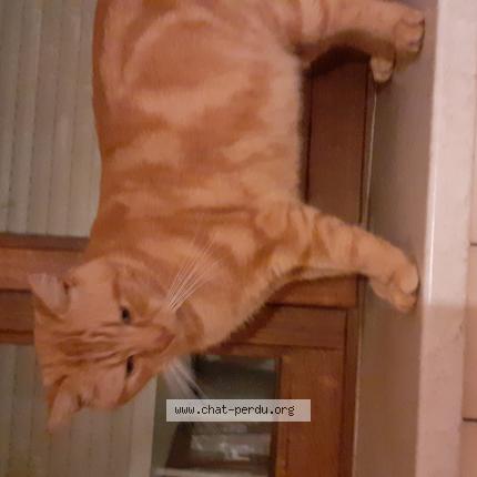 Foto 1/1 Gato encontrado Encontrado en Romont