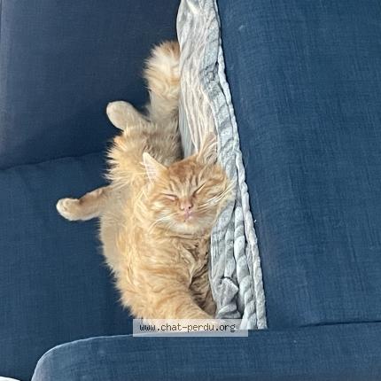 Foto 1/1 Yoda Chat perdido en Sainte austreberthe