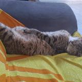 Foto del gato perdido en Brest