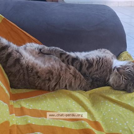 Foto 1/1 yoko Chat perdido en Brest