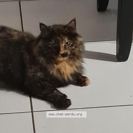 Foto 1/1 Moon Chat perdido en Aussillon