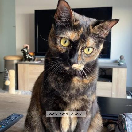 Foto 1/1 Sangria Chat perdido en Toulouse