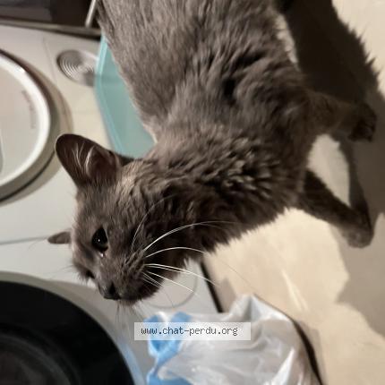 Foto 1/1 Gato encontrado Encontrado en Saint cloud