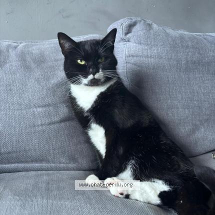 Foto 1/1 Maman dyali Chat perdido en Ninove