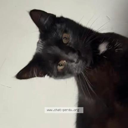 Foto 1/1 Shadow Chat perdido en Ninove