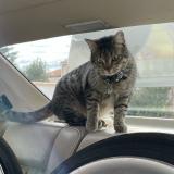 Foto del gato perdido en Theza