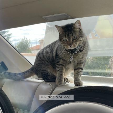 Foto 1/1 Yuki Chat perdido en Theza