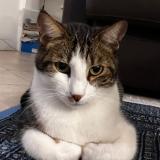 Foto del gato perdido en Marseille