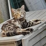 Foto del gato perdido en Rosselange