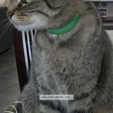 Foto 1/1 Matiti Chat perdido en Viriville