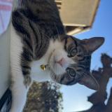 Foto del gato perdido en Aimargues