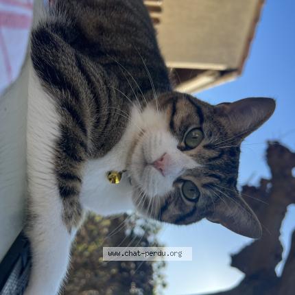 Foto 1/1 Tarzan Chat perdido en Aimargues