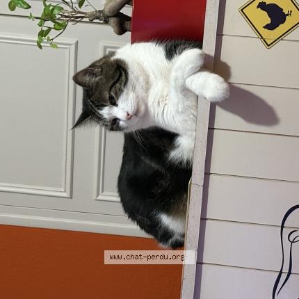 Foto 1/1 Rocky Chat perdido en Macon