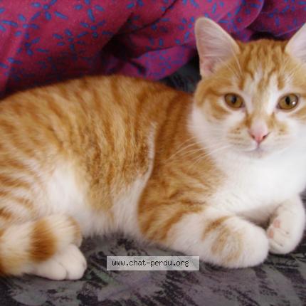 Foto 1/1 ruby Chat perdido en Vic le comte