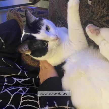 Foto 1/1 Henry Chat perdido en Bordeaux