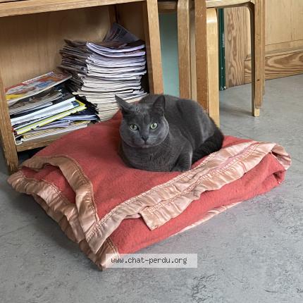 Foto 1/1 Gato encontrado Encontrado en Bruxelles