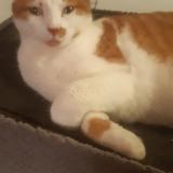 Foto del gato perdido en Lomont