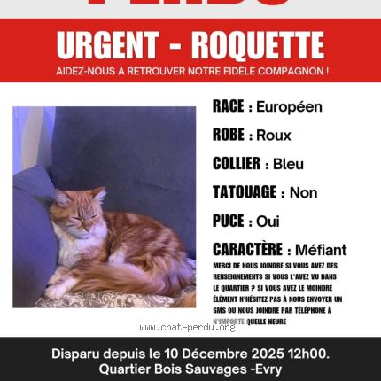 Foto 1/1 Roquette Chat perdido en Evry courcouronnes