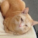 Foto del gato perdido en Beaumont De Lomagne