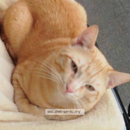 Foto 1/1 Mango Chat perdido en Beaumont de lomagne