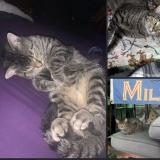 Foto del gato perdido en Milwaukee