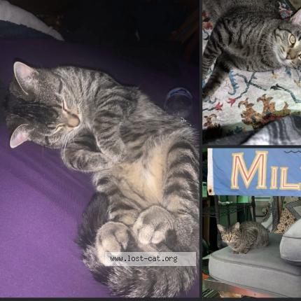 Foto 1/1 Slim Jim Chat perdido en Milwaukee