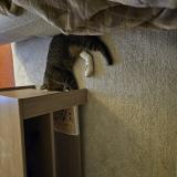 Foto del gato perdido en Montech