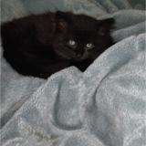 Foto del gato perdido en Epinay Sur Seine