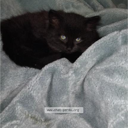 Foto 1/1 Mimi Chat perdido en Epinay sur seine