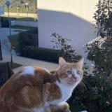 Foto del gato perdido en Colomiers