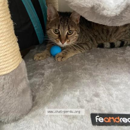 Foto 1/1 Suzette Chat perdido en Epernay