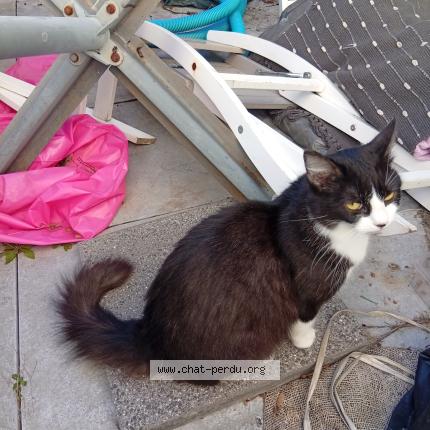 Foto 1/2 Gato encontrado Encontrado en St etienne