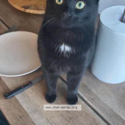 Foto 1/1 Pruneau Chat perdido en Issoire