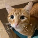 Foto del gato perdido en Chauvigny Du Perche