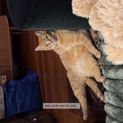 Foto 1/1 GASTON Chat perdido en Nancy