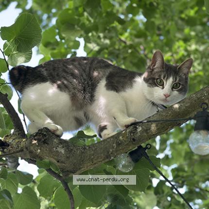 Foto 1/1 NINO Chat perdido en Roques